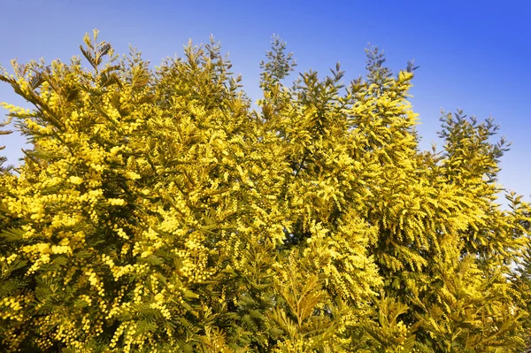 Documentação Fotográfica Uma Árvore Mimosa Florescendo Estação Primavera Imagem De Stock