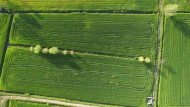 Baharda yeşil buğday tarlasının havadan çekilmiş görüntüleri. 