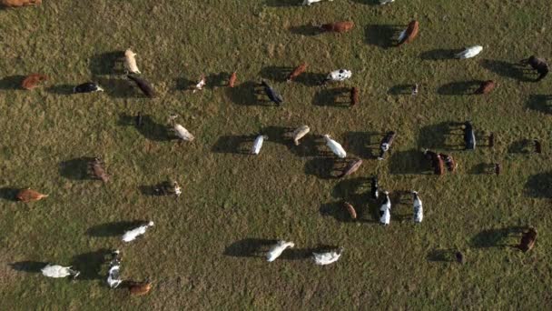 在草地上放牧的一群奶牛的空中录像记录 — 图库视频影像