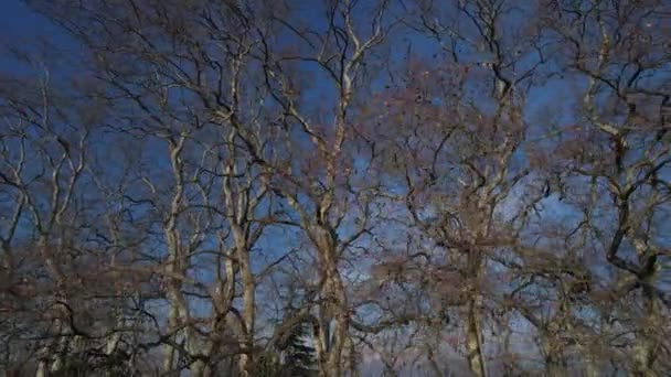 Documentário Imagens Vídeo Aéreo Uma Fileira Árvores Nuas Temporada Inverno — Vídeo de Stock