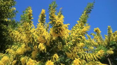 Çiçek açan bir Mimosa ağacının video dökümanları ve onun dalları rüzgarla hareket etti 