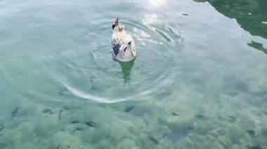 Yazın berrak sularda yüzen bir martının video görüntüleri. 
