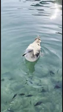 Yazın berrak sularda yüzen bir martının video görüntüleri. 