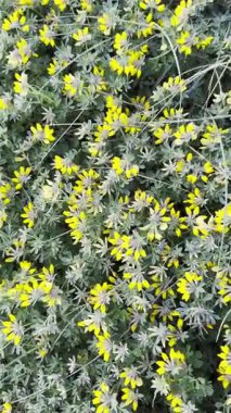 Yaygın Yasemin çiçeğinin video görüntüleri Baharın küçük sarı çiçeği 