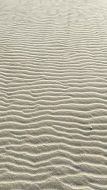 Rüzgâr tarafından şekillendirildikten hemen sonra sahilin video kayıtları. 