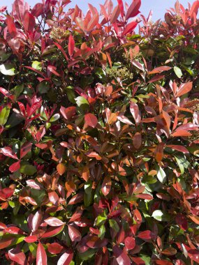 Photinia Evergreen Baharda parlak kırmızı yapraklı çalılar Renkli ve dirençli çalılar için ideal. 