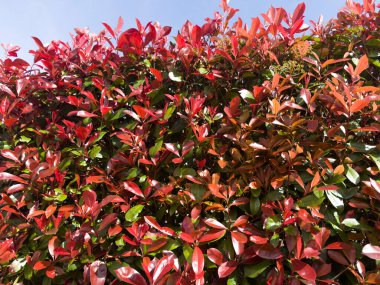 Photinia Evergreen Baharda parlak kırmızı yapraklı çalılar Renkli ve dirençli çalılar için ideal. 
