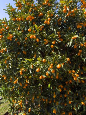 Küçük bir oval turunçgil meyvesi olan kumkatlar tatlı kabuğu ve ekşi hamuruyla ayırt edilir ve eşsiz bir tat deneyimi sunar.. 