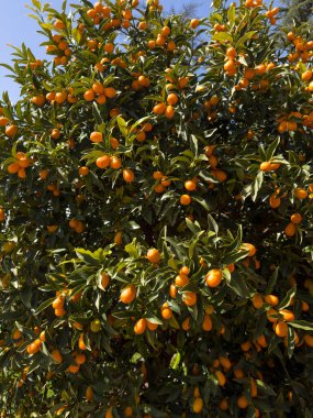 Küçük bir oval turunçgil meyvesi olan kumkatlar tatlı kabuğu ve ekşi hamuruyla ayırt edilir ve eşsiz bir tat deneyimi sunar.. 