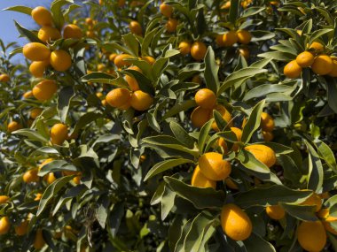 Küçük bir oval turunçgil meyvesi olan kumkatlar tatlı kabuğu ve ekşi hamuruyla ayırt edilir ve eşsiz bir tat deneyimi sunar.. 