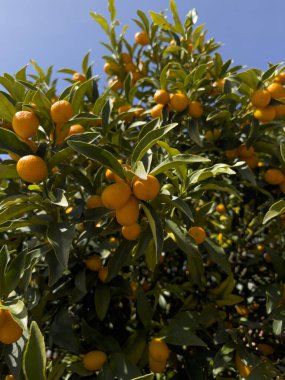 Küçük bir oval turunçgil meyvesi olan kumkatlar tatlı kabuğu ve ekşi hamuruyla ayırt edilir ve eşsiz bir tat deneyimi sunar.. 