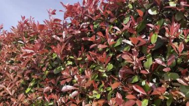 İlkbaharda parlak kırmızı yapraklı Photinia Evergreen çalılarının videosu, renkli ve dirençli çalılar için ideal.. 