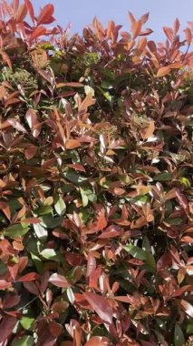 İlkbaharda parlak kırmızı yapraklı Photinia Evergreen çalılarının videosu, renkli ve dirençli çalılar için ideal.. 