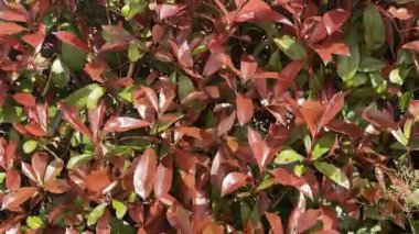 İlkbaharda parlak kırmızı yapraklı Photinia Evergreen çalılarının videosu, renkli ve dirençli çalılar için ideal.. 