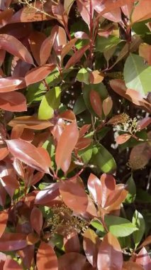 İlkbaharda parlak kırmızı yapraklı Photinia Evergreen çalılarının videosu, renkli ve dirençli çalılar için ideal.. 