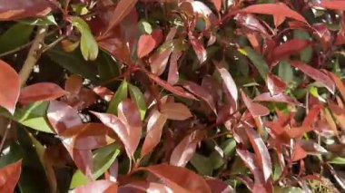 İlkbaharda parlak kırmızı yapraklı Photinia Evergreen çalılarının videosu, renkli ve dirençli çalılar için ideal.. 