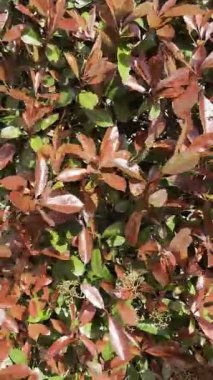 İlkbaharda parlak kırmızı yapraklı Photinia Evergreen çalılarının videosu, renkli ve dirençli çalılar için ideal.. 