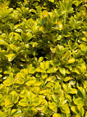 Oval yapraklı Euonymus japonicus 'Aureomarginatus, parlak yeşil ve altın sarısı kenar, çitler ve parlak sınırlar için ideal.. 