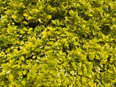 Oval yapraklı Euonymus japonicus 'Aureomarginatus, parlak yeşil ve altın sarısı kenar, çitler ve parlak sınırlar için ideal.. 