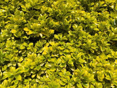 Oval yapraklı Euonymus japonicus 'Aureomarginatus, parlak yeşil ve altın sarısı kenar, çitler ve parlak sınırlar için ideal.. 
