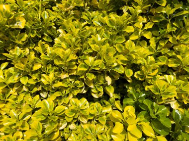 Oval yapraklı Euonymus japonicus 'Aureomarginatus, parlak yeşil ve altın sarısı kenar, çitler ve parlak sınırlar için ideal.. 