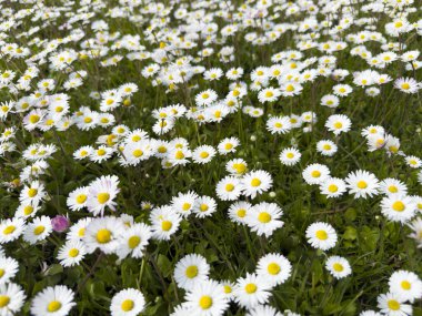 Güneşli bir günde, sarı merkezli, yemyeşil bir papatya otlağının doğal ve parlak bir desen oluşturduğunu gösteren fotoğraflar.. 