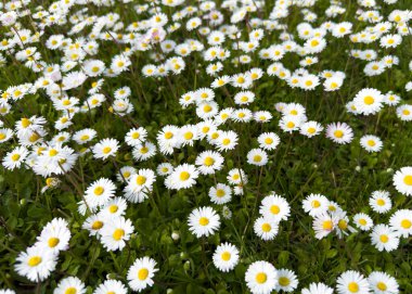 Güneşli bir günde, sarı merkezli, yemyeşil bir papatya otlağının doğal ve parlak bir desen oluşturduğunu gösteren fotoğraflar.. 