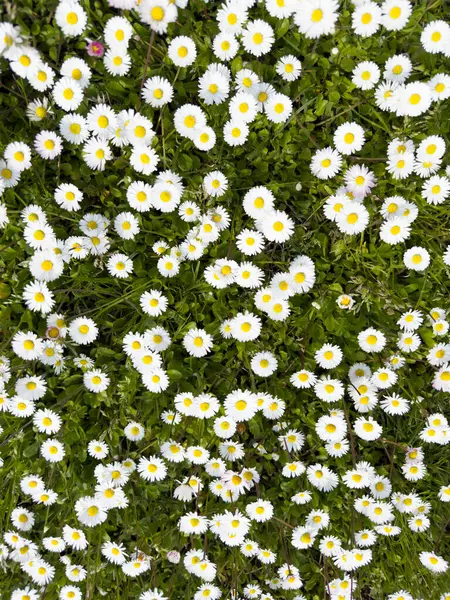 Güneşli bir günde, sarı merkezli, yemyeşil bir papatya otlağının doğal ve parlak bir desen oluşturduğunu gösteren fotoğraflar.. 