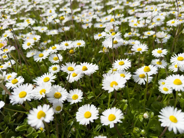 Güneşli bir günde, sarı merkezli, yemyeşil bir papatya otlağının doğal ve parlak bir desen oluşturduğunu gösteren fotoğraflar.. 