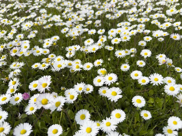 Güneşli bir günde, sarı merkezli, yemyeşil bir papatya otlağının doğal ve parlak bir desen oluşturduğunu gösteren fotoğraflar.. 