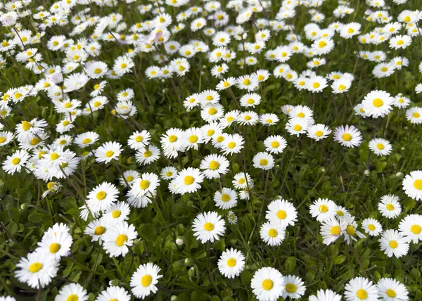 Güneşli bir günde, sarı merkezli, yemyeşil bir papatya otlağının doğal ve parlak bir desen oluşturduğunu gösteren fotoğraflar.. 
