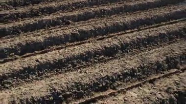Paralel çizgileri olan, ekilmeye hazır bir tarlanın havadan çekilmiş video kayıtları. Karanlık ve bereketli toprak düzenli çizgilerle yarılır ve geometrik bir desen oluşturur.. 