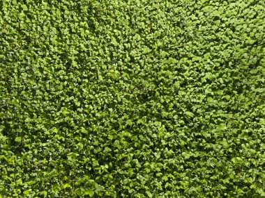Mükemmel biçilmiş çimlerin, yoğun ve üniforma yeşilinin, son kesiğin bakımını ve tazeliğini gösteren fotografik dökümanlar.. 