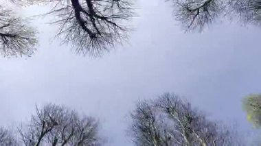 Arka planda mavi gökyüzü olan bir sıra ağacın alçak açılı görüntüsü. Renklerin ve yeniden doğuşun zaferi. 