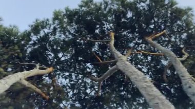 Gün batımında aşağıdan çekilen yol boyunca uzanan çam ağaçlarından oluşan bir caddenin video görüntüleri. 