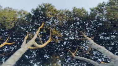 Gün batımında aşağıdan çekilen yol boyunca uzanan çam ağaçlarından oluşan bir caddenin video görüntüleri. 