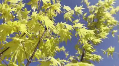Japon akçaağacının parlak sarı-yeşil yapraklı görüntüsü derin, açık mavi gökyüzü ile çelişiyor.. 
