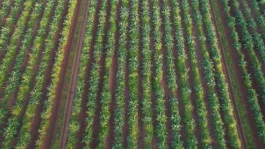 Tuscany 'deki sivri yeşil yaprakları ve koyu toprağı olan bir enginar tarlasının hava görüntüsü.. 