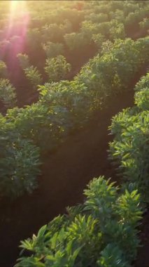 Geniş fasulyelerle işlenmiş bir alanın hava video belgelendirmesi çift sıra tekniği kullanılarak, sınırlı arazide üretimi optimize etmek için tipik Maremma. 