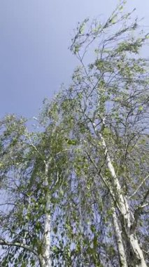 Güneş tarafından aydınlatılan bazı beyaz huş ağaçlarının video dökümanları mavi bir bahar gökyüzüne karşı.. 