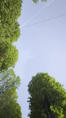 Mavi gökyüzünün altında yol boyunca uzanan yeşil ve yemyeşil ağaçların altından çekilen video dökümanları. 