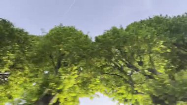 Mavi gökyüzünün altında yol boyunca uzanan yeşil ve yemyeşil ağaçların altından çekilen video dökümanları. 