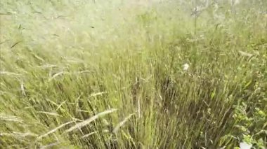 İnce saplı ve uzun yapraklı, yoğun ve doğal bir doku oluşturan farklı çim türlerinin canlı yeşil alanının video dökümanları. 