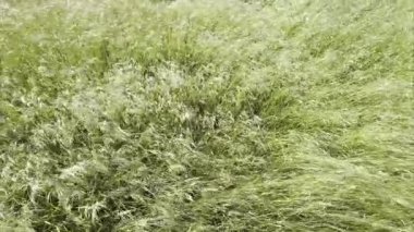 İnce saplı ve uzun yapraklı, yoğun ve doğal bir doku oluşturan farklı çim türlerinin canlı yeşil alanının video dökümanları. 