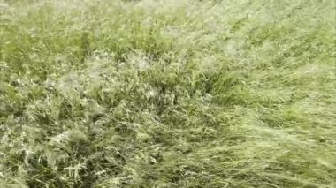 İnce saplı ve uzun yapraklı, yoğun ve doğal bir doku oluşturan farklı çim türlerinin canlı yeşil alanının video dökümanları. 