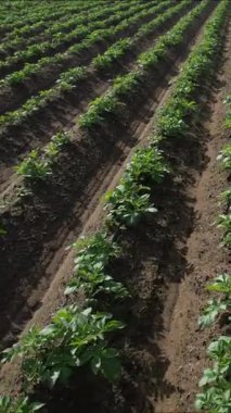 Bitkilerin sıralarını ve toprağın dokusunu gösteren bir patates tarlasının detaylı hava görüntüsü.. 