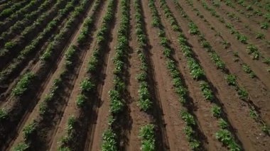 Bitkilerin sıralarını ve toprağın dokusunu gösteren bir patates tarlasının detaylı hava görüntüsü.. 