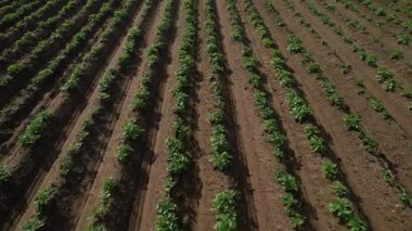 Bitkilerin sıralarını ve toprağın dokusunu gösteren bir patates tarlasının detaylı hava görüntüsü.. 