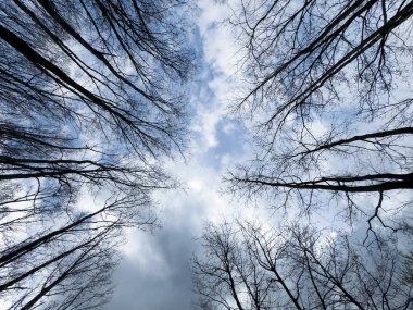 Karanlık dalların fotografik belgeleri aşağıdan bir perspektifte mavi noktalarla bulutlu gökyüzüne doğru yükseliyor.. 