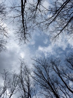 Karanlık dalların fotografik belgeleri aşağıdan bir perspektifte mavi noktalarla bulutlu gökyüzüne doğru yükseliyor.. 